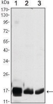 Monoclonal Anti-COX4I1 antibody produced in mouse clone 6B3 