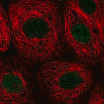 Anti-PWWP2B antibody produced in rabbit Prestige Antibodies&#174; Powered by Atlas Antibodies, affinity isolated antibody