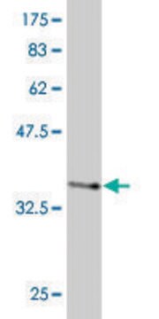 Monoclonal Anti-EIF3S3 antibody produced in mouse clone 3B12, purified immunoglobulin, buffered aqueous solution