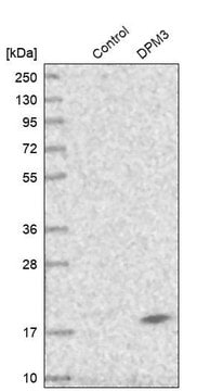 Anti-DPM3 antibody produced in rabbit Prestige Antibodies&#174; Powered by Atlas Antibodies, affinity isolated antibody, buffered aqueous glycerol solution