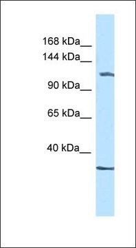 Anti-ZBTB38 antibody produced in rabbit affinity isolated antibody