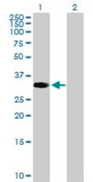 Anti-ZNF101 antibody produced in mouse purified immunoglobulin, buffered aqueous solution