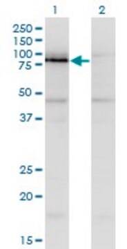 Monoclonal Anti-NKRF, (C-terminal) antibody produced in mouse clone 1F6, purified immunoglobulin, buffered aqueous solution