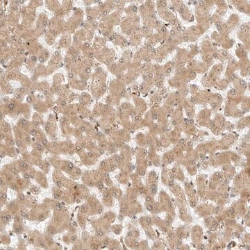 Anti-RC3H1 antibody produced in rabbit Prestige Antibodies&#174; Powered by Atlas Antibodies, affinity isolated antibody, buffered aqueous glycerol solution, ab3