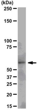 Anti-Src Antibody, clone N6L, rabbit monoclonal culture supernatant, clone N6L, from rabbit