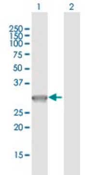 Anti-PVRIG, (C-terminal) antibody produced in mouse purified immunoglobulin, buffered aqueous solution