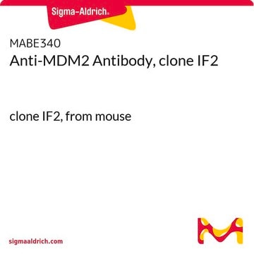 Anti-MDM2 Antibody, clone IF2 clone IF2, from mouse