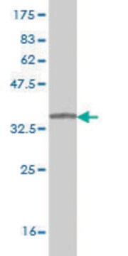 Monoclonal Anti-SYNGR2 antibody produced in mouse clone 5C3, purified immunoglobulin, buffered aqueous solution