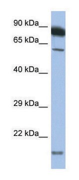 Anti-TNFRSF10A antibody produced in rabbit IgG fraction of antiserum