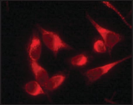 Anti-Protein Disulfide Isomerase (DL-11) antibody produced in rabbit affinity isolated antibody, buffered aqueous solution