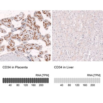 Monoclonal Anti-Cd34 Antibody Produced In Mouse Prestige Antibodies&#174; Powered by Atlas Antibodies, clone CL14579, affinity isolated antibody, buffered aqueous glycerol solution