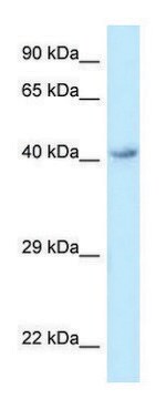 Anti-O3FAR1 (C-terminal) antibody produced in rabbit affinity isolated antibody