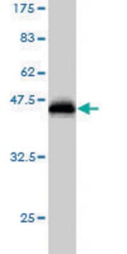 Monoclonal Anti-SPP1 antibody produced in mouse clone 1E10, purified immunoglobulin, buffered aqueous solution