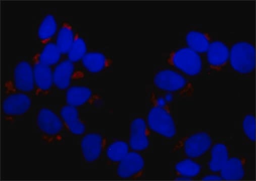 Monoclonal Anti-GOLPH3 antibody produced in mouse clone GOL3-1, purified from hybridoma cell culture