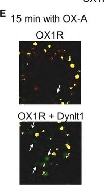 Anticorps anti-protéine fluorescente verte Chemicon&#174;, from mouse