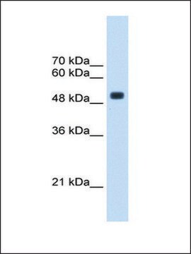 Anti-CXORF34 antibody produced in rabbit IgG fraction of antiserum