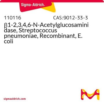 &#946;1-2,3,4,6-N-Acetylglucosaminidase, Streptococcus pneumoniae, Recombinant, E. coli