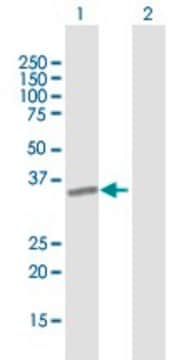 Anti-ICAM4 antibody produced in mouse purified immunoglobulin, buffered aqueous solution