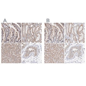 Anti-SGPL1 antibody produced in rabbit Prestige Antibodies&#174; Powered by Atlas Antibodies, affinity isolated antibody, buffered aqueous glycerol solution, Ab2