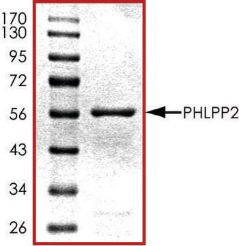 PHLPP2 (766-1043), GST tagged human recombinant, expressed in E. coli, &#8805;70% (SDS-PAGE), buffered aqueous glycerol solution