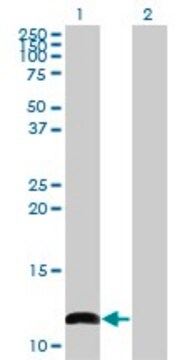 Monoclonal Anti-COX6B1 antibody produced in mouse clone 2D3, purified immunoglobulin, buffered aqueous solution