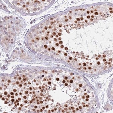 Anti-MRPL34 antibody produced in rabbit Prestige Antibodies&#174; Powered by Atlas Antibodies, affinity isolated antibody, buffered aqueous glycerol solution