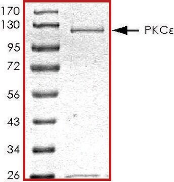 PKC &#949; , active, GST tagged human PRECISIO&#174; Kinase, recombinant, expressed in baculovirus infected Sf9 cells, &#8805;70% (SDS-PAGE), buffered aqueous glycerol solution