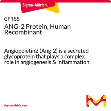 ANG-2 Protein, Human Recombinant Angiopoietin2 (Ang-2) is a secreted glycoprotein that plays a complex role in angiogenesis &amp; inflammation.