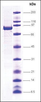 STAT4 human recombinant, expressed in insect cells, &#8805;85% (SDS-PAGE)