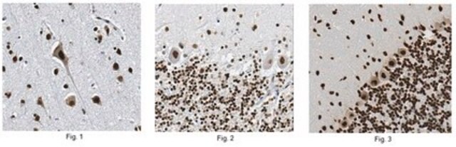 Anti-Tdp43-Antikörper, Klon&nbsp;3H8 clone 3H8, from mouse