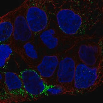 Anti-CLN6 antibody produced in rabbit Prestige Antibodies&#174; Powered by Atlas Antibodies, affinity isolated antibody