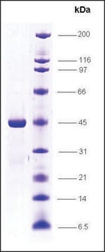 RNA Polymerase II, p14.5 subunit, GST tagged human recombinant, expressed in E. coli, &#8805;85% (SDS-PAGE)