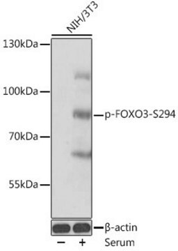 Anti-Phospho-FOXO3-S294 antibody produced in rabbit