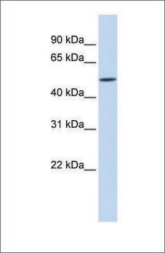 Anti-IFIT2 antibody produced in rabbit affinity isolated antibody