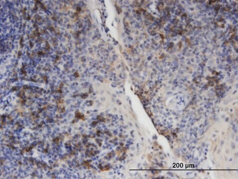 Monoclonal Anti-M6PRBP1 antibody produced in mouse clone 2F7, purified immunoglobulin, buffered aqueous solution