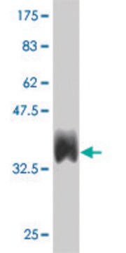 ANTI-EPHB3 antibody produced in mouse clone 3F12, purified immunoglobulin, buffered aqueous solution