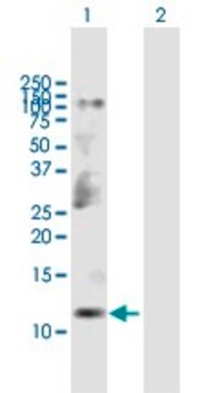 Anti-CKS2 antibody produced in mouse purified immunoglobulin, buffered aqueous solution