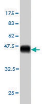 Monoclonal Anti-SNAPC4 antibody produced in mouse clone 3E7, purified immunoglobulin, buffered aqueous solution