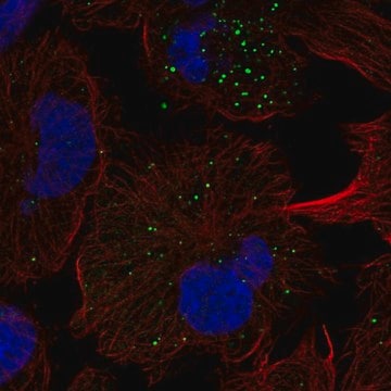 Anti-FGFRL1 antibody produced in rabbit Prestige Antibodies&#174; Powered by Atlas Antibodies, affinity isolated antibody