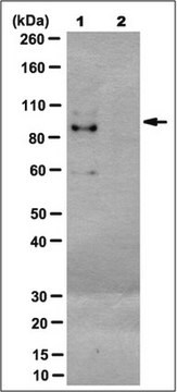 Anti-NFE2-related factor 1/Nrf1 Antibody, clone 17 clone 17, from rat