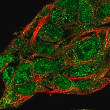 Anti-SERPINA10 antibody produced in rabbit Prestige Antibodies&#174; Powered by Atlas Antibodies, affinity isolated antibody, buffered aqueous glycerol solution