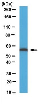 Anti-ERp57 Antibody serum, from rabbit