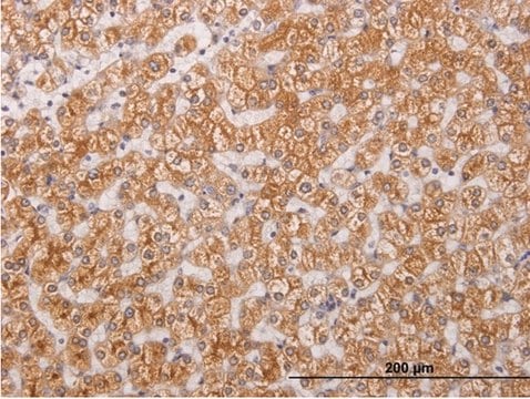 Monoclonal Anti-RIPK4, (C-terminal) antibody produced in mouse clone 2D1, purified immunoglobulin, buffered aqueous solution