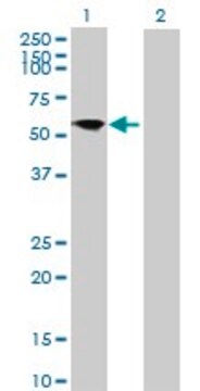 Anti-FRS3 antibody produced in mouse IgG fraction of antiserum, buffered aqueous solution