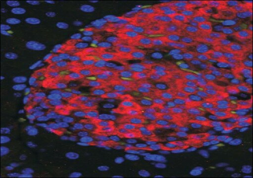 Anti-UNC5C antibody produced in goat affinity isolated antibody, buffered aqueous solution