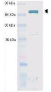 Monoclonal Anti-Hsc70 (Hsp73) antibody produced in mouse clone N27F3-4, purified immunoglobulin