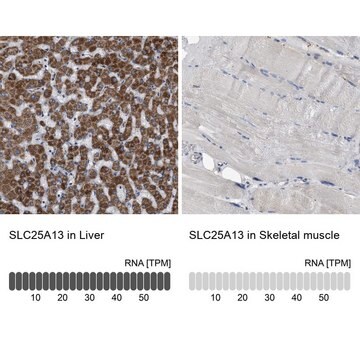 Anti-SLC25A13 antibody produced in rabbit Prestige Antibodies&#174; Powered by Atlas Antibodies, affinity isolated antibody, buffered aqueous glycerol solution