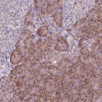 Anti-VRK2 antibody produced in rabbit Prestige Antibodies&#174; Powered by Atlas Antibodies, affinity isolated antibody, buffered aqueous glycerol solution