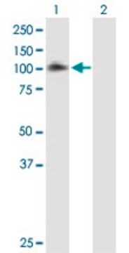 Anti-EPS8 antibody produced in mouse purified immunoglobulin, buffered aqueous solution