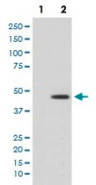 Monoclonal Anti-MAP2K1 (phospho S298) antibody produced in rabbit clone HBO-13